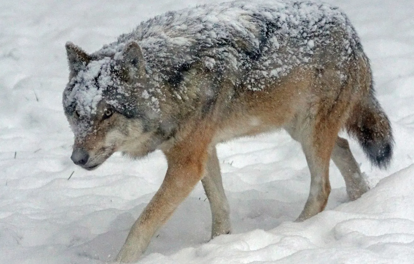 Фото обои Predator, nature, animal, wolf, wildlife, portrait, portrait., Canis lupus. face
