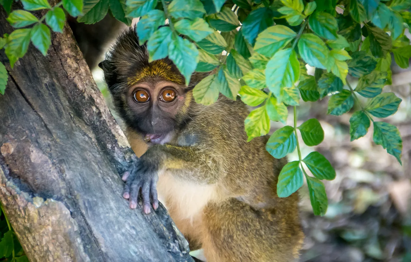 Фото обои взгляд, листья, дерево, обезьяна, приматы, обои от lolita777