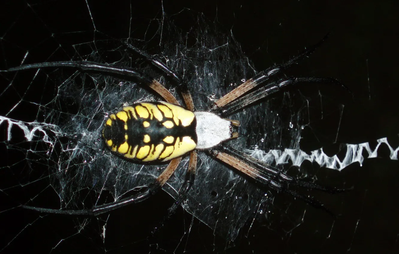 Фото обои пауки, паутина, spider