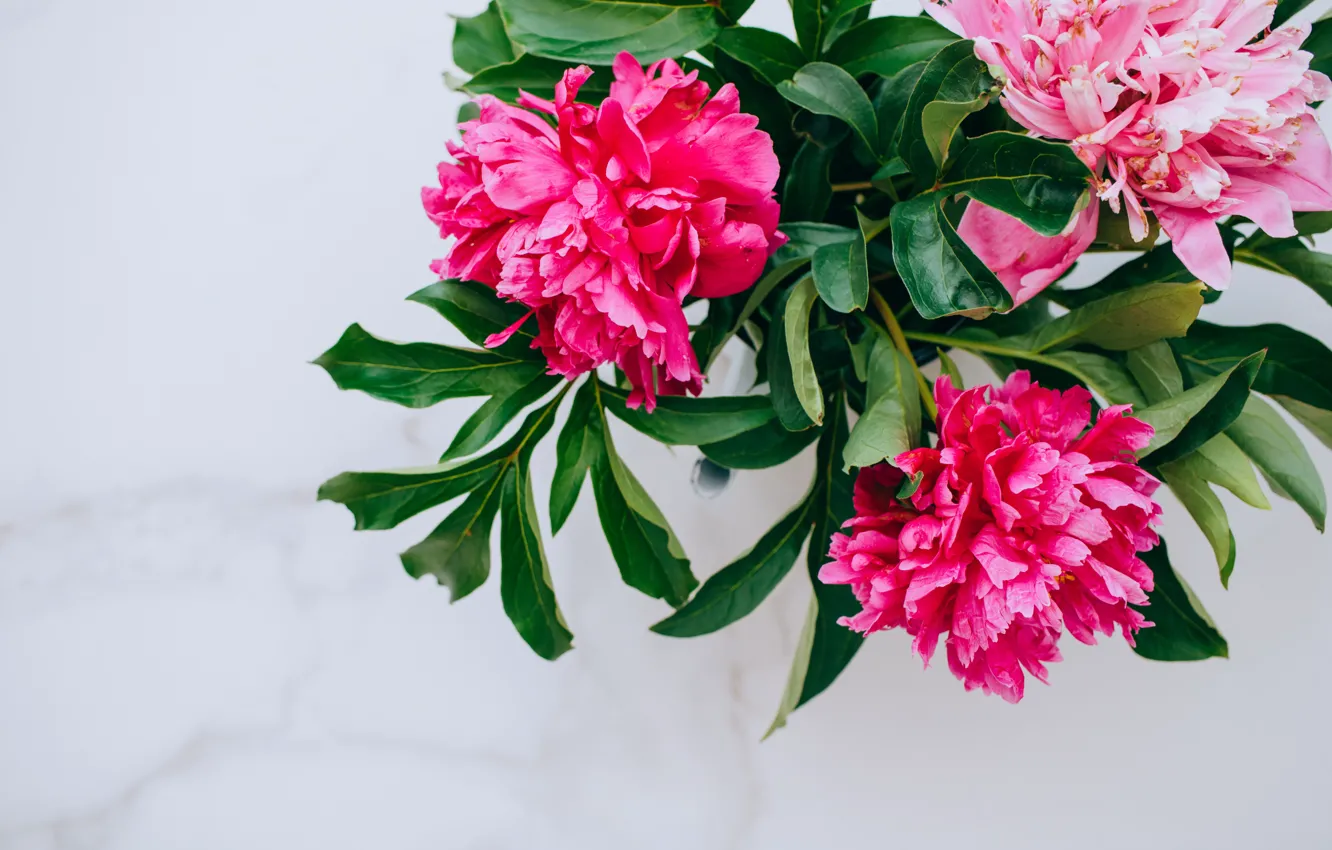 Фото обои цветы, розовые, pink, flowers, пионы, peonies