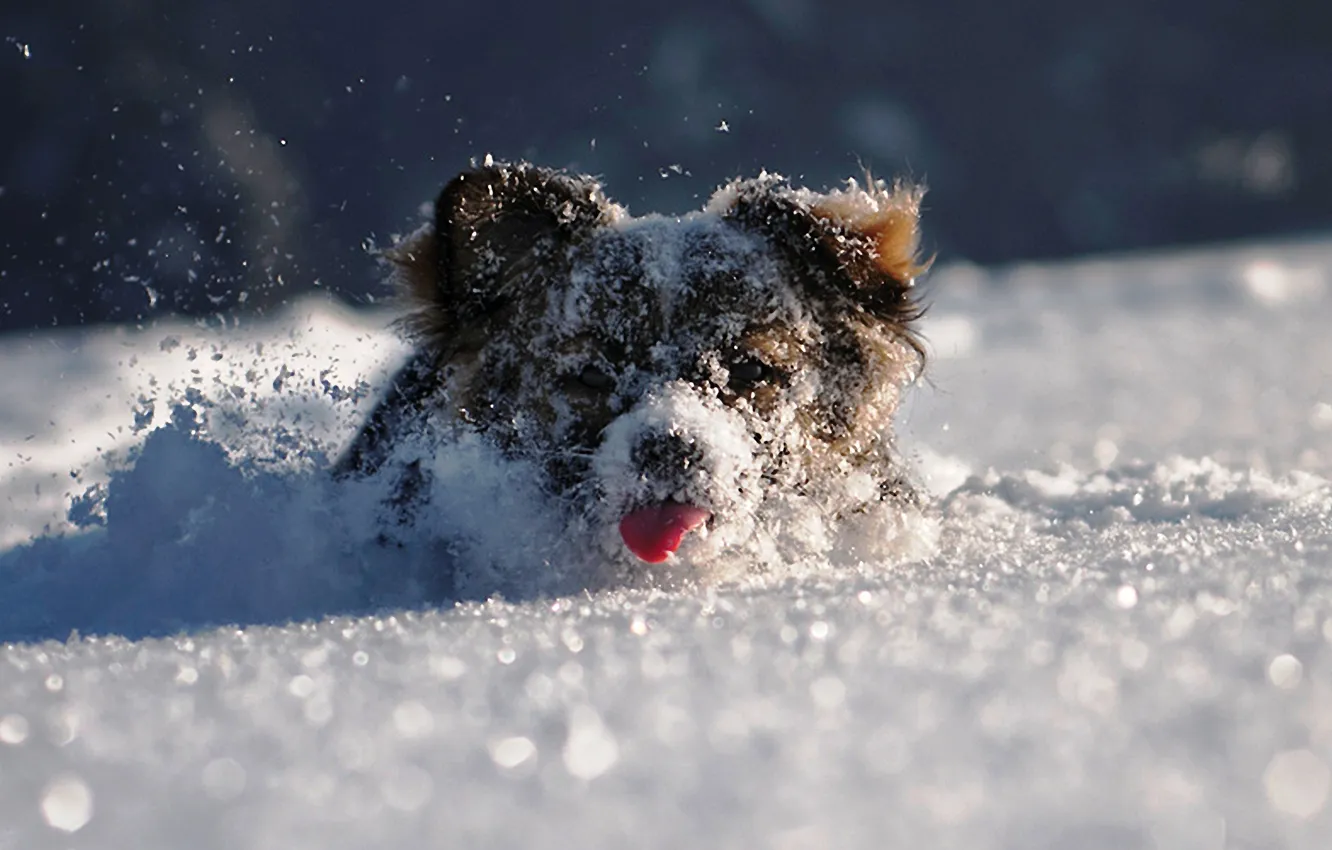 Фото обои язык, морда, снег, настроение, Зима, играет, пёс