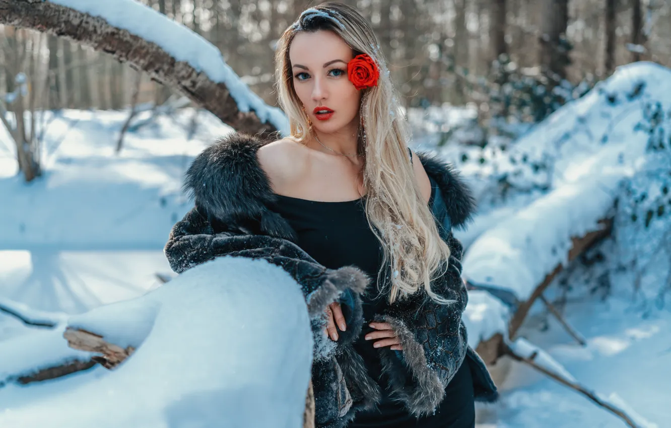 Фото обои зима, лес, цветок, взгляд, девушка, снег, поза, роза