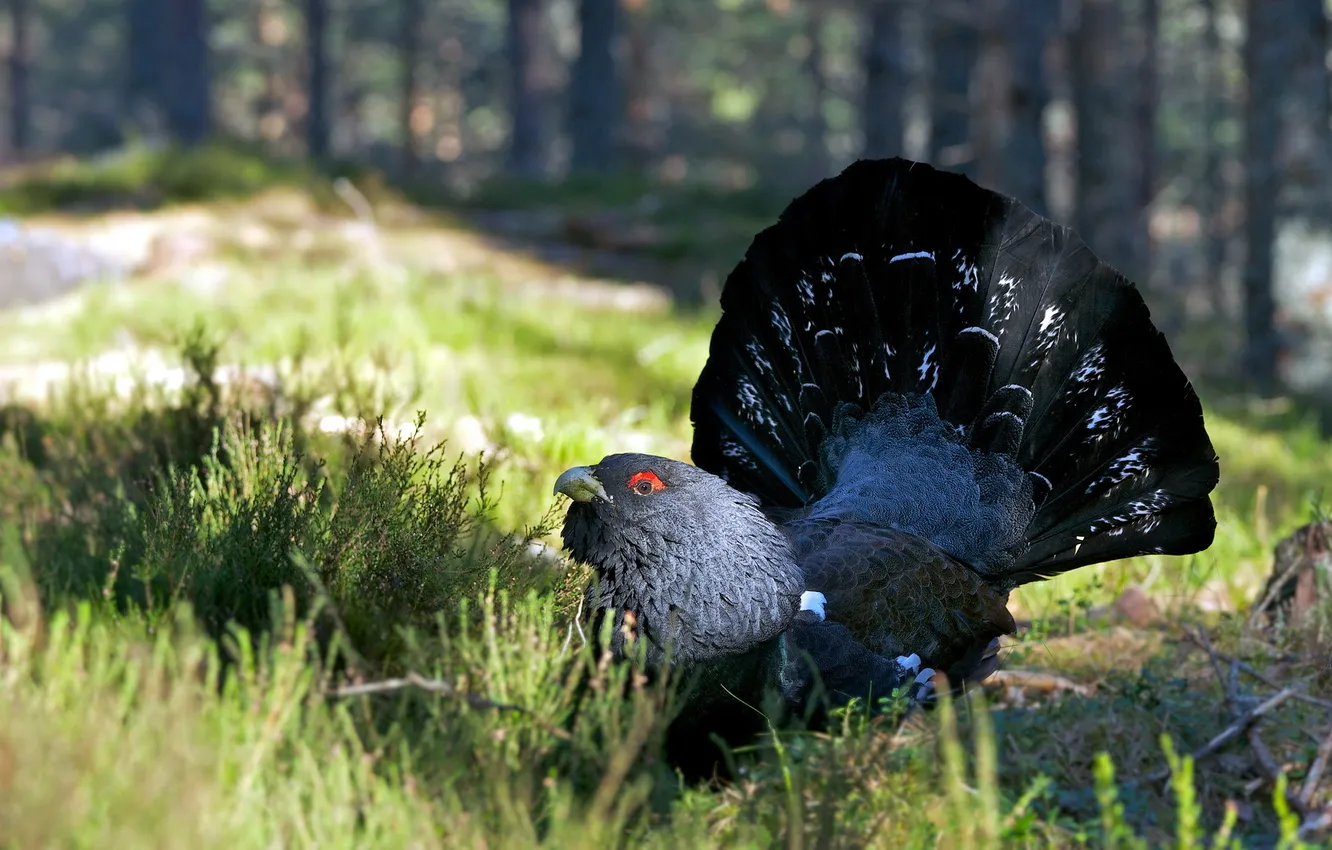 Фото обои природа, птица, Capercaillie