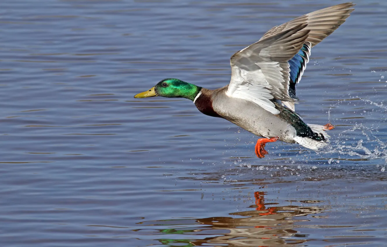 Фото обои colors, water, duck, feathery, fowl