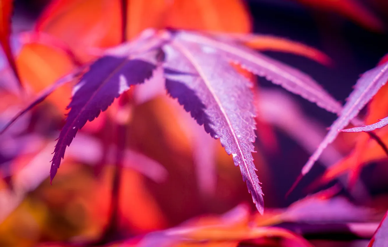 Фото обои листья, макро, краски, растение