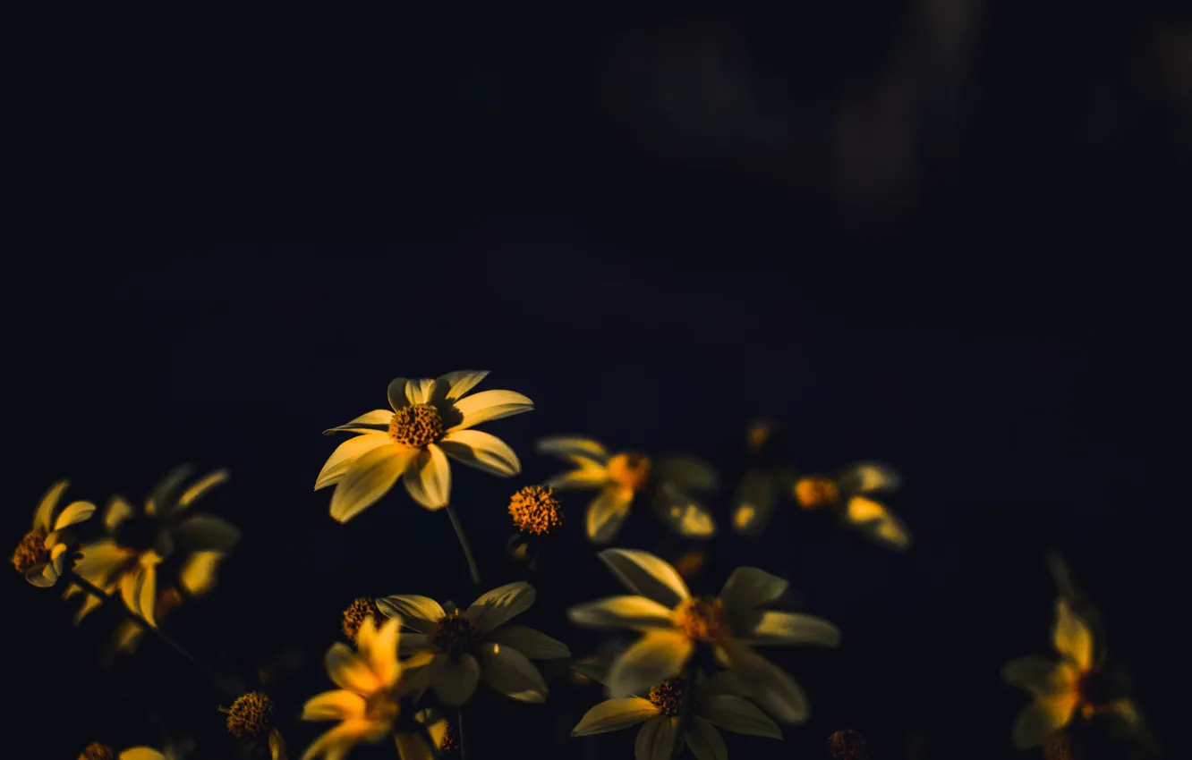 Фото обои Цвет, Цветок, Растение, Растения, Flower, Flowers, Color, Flora