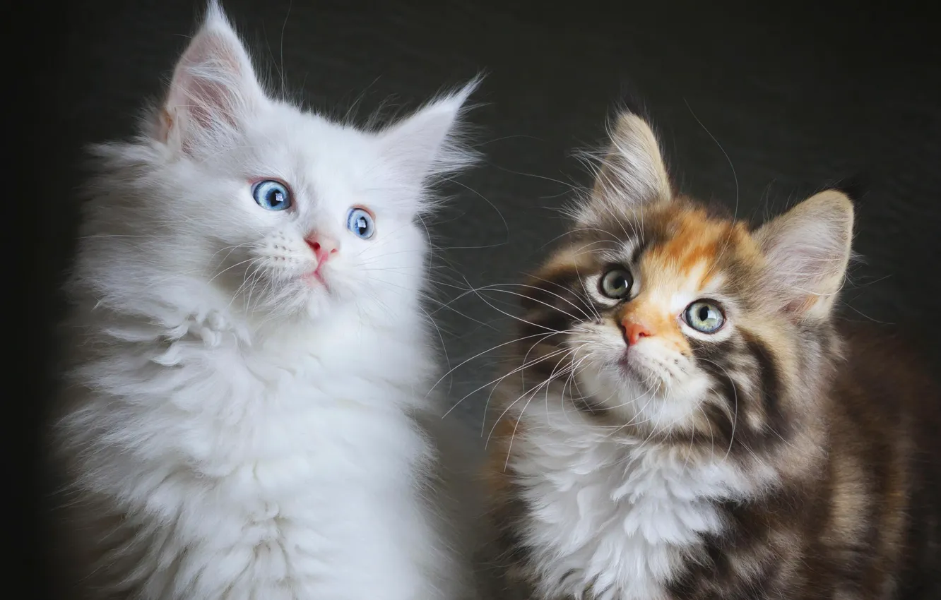 Фото обои Кошки, котята, пушистые, двое, Мейн-куны