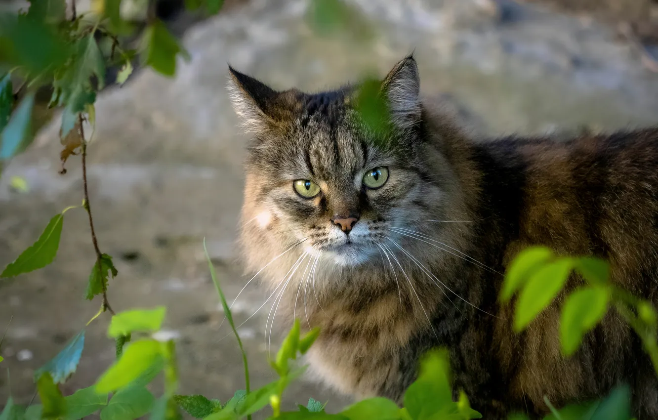 Фото обои кошка, кот, дворовый