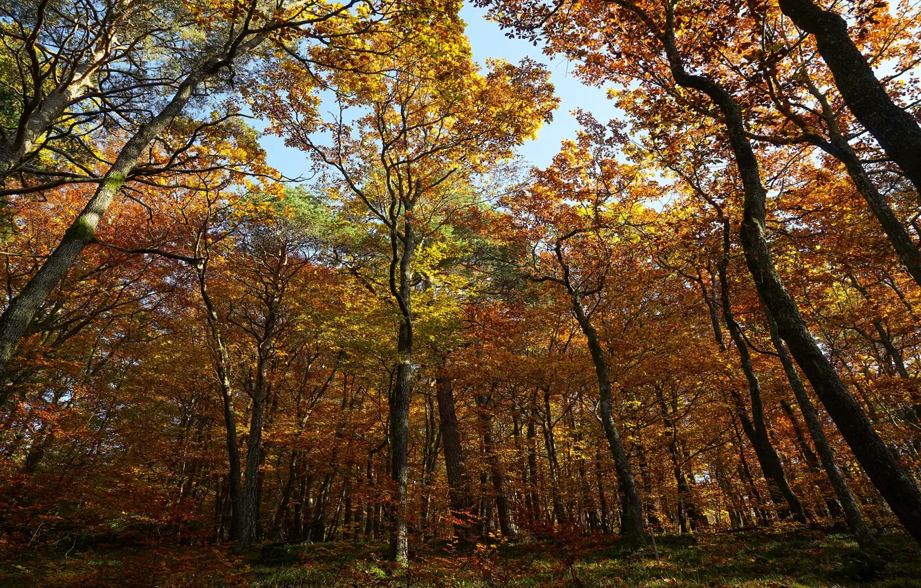 Фото обои осень, лес, стволы, листва, кроны