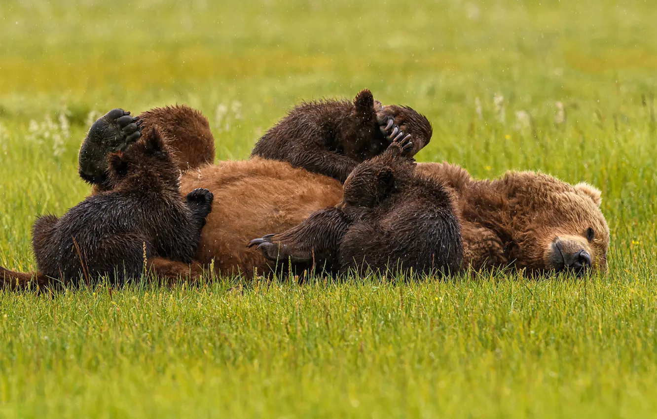 Фото обои трава, поза, медведь, медведи, лежит, малыши, медвежата, медведица