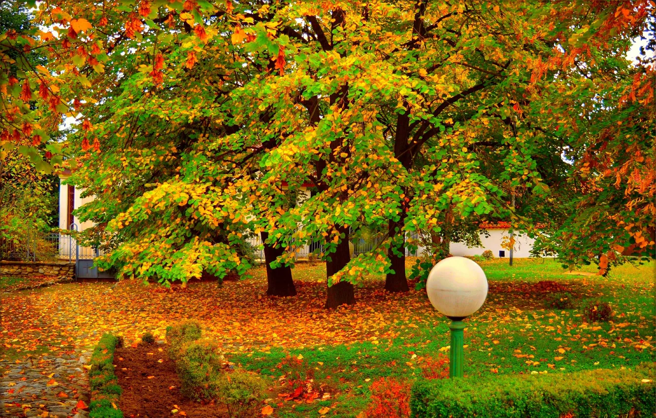 Фото обои Осень, Деревья, Парк, Fall, Листва, Park, Autumn, Colors