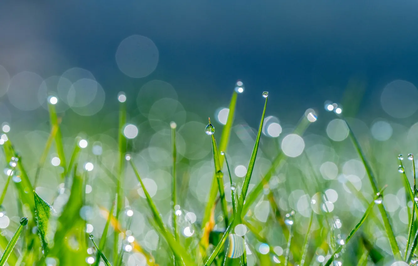 Фото обои зелень, трава, солнце, капли, природа, роса, блики, фон