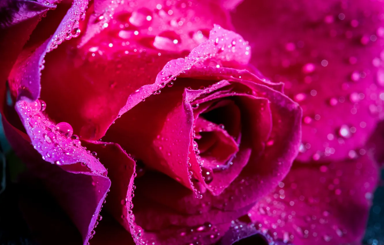 Фото обои вода, капли, роса, роза, лепестки, бутон