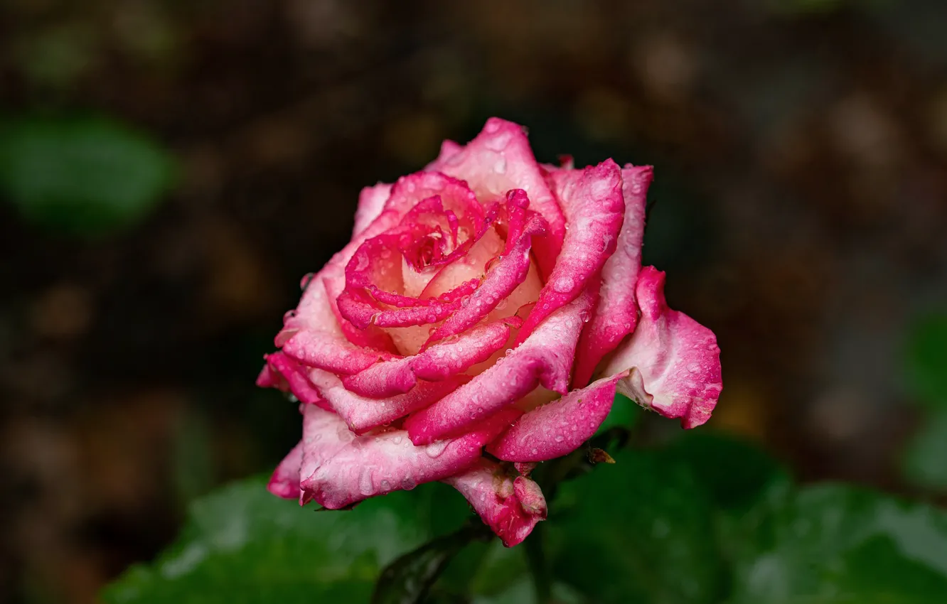 Фото обои капли, макро, розы, цветение