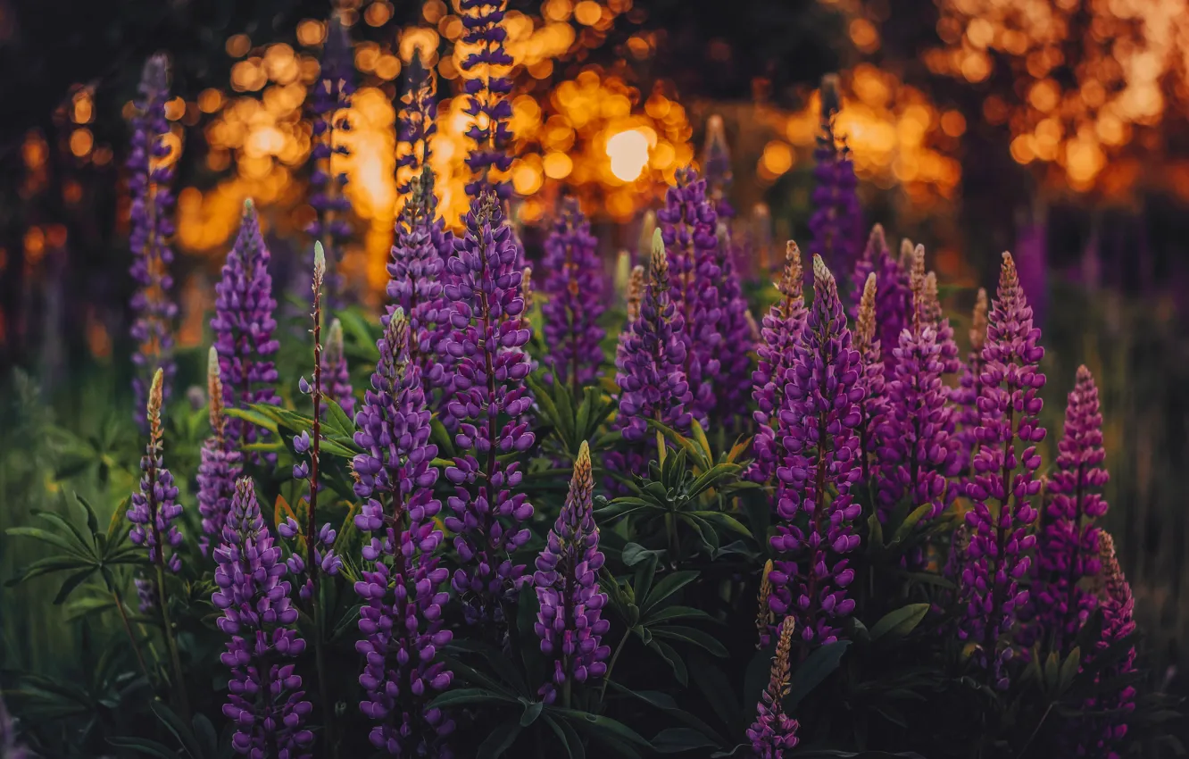 Фото обои свет, цветы, поляна, сиреневые, боке, люпины
