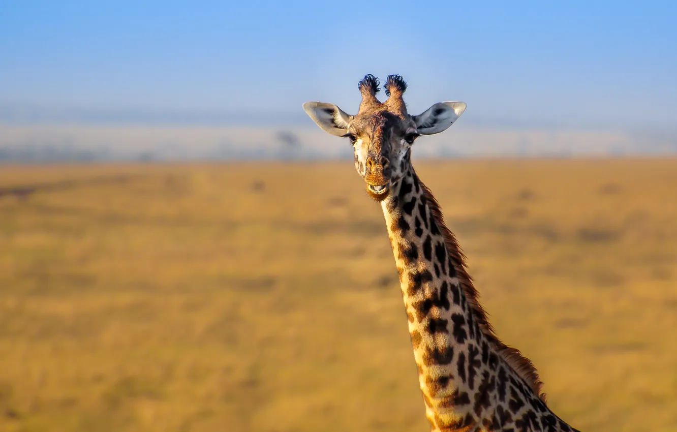 Фото обои пейзаж, природа, жираф, Африка, шея