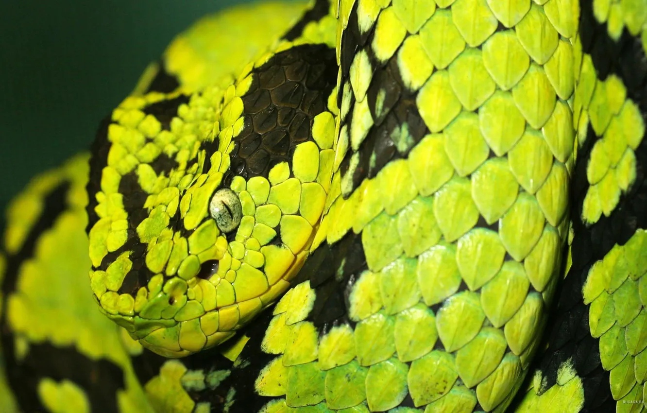 Фото обои змея, питон, необычная, полосатая