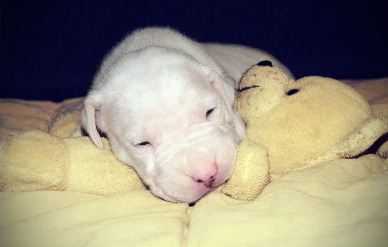 Фото обои щенок, спящий щенок, белый ангел, питомник Fortuna Niks, с мишкой, аргентинский дог