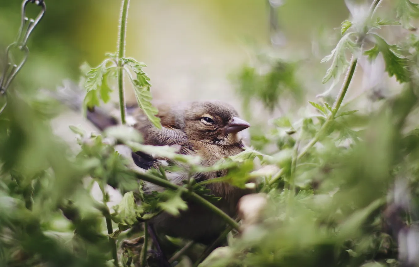 Фото обои макро, природа, птица