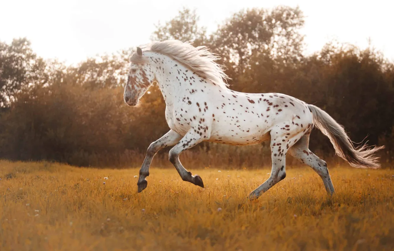 Фото обои White, animal, horse, spotted, scaled, Canva