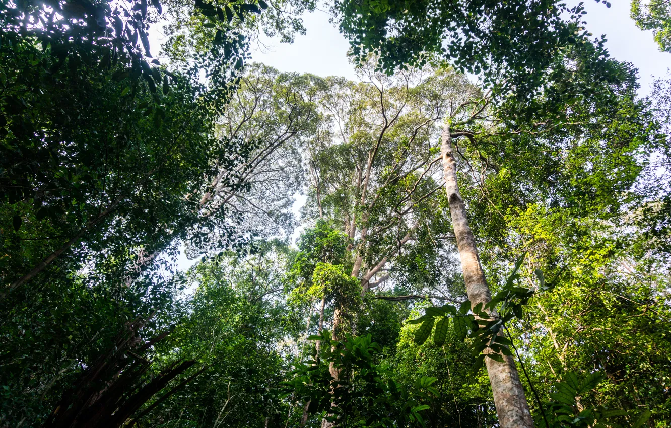 Фото обои light, forest, trees, jungle, nature, natural, malaysia, trekking