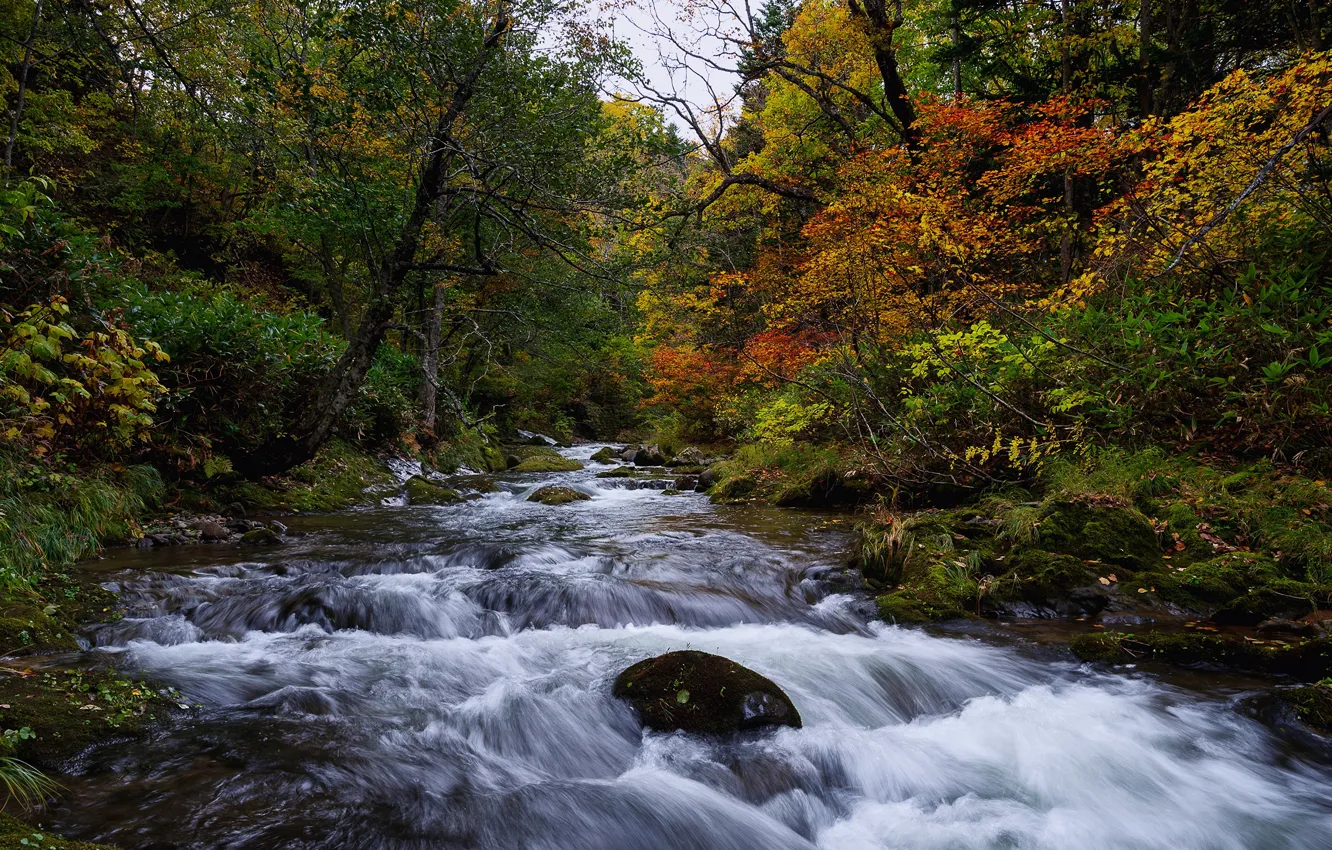 Фото обои осень, лес, листья, деревья, ручей, камни, мох, Япония