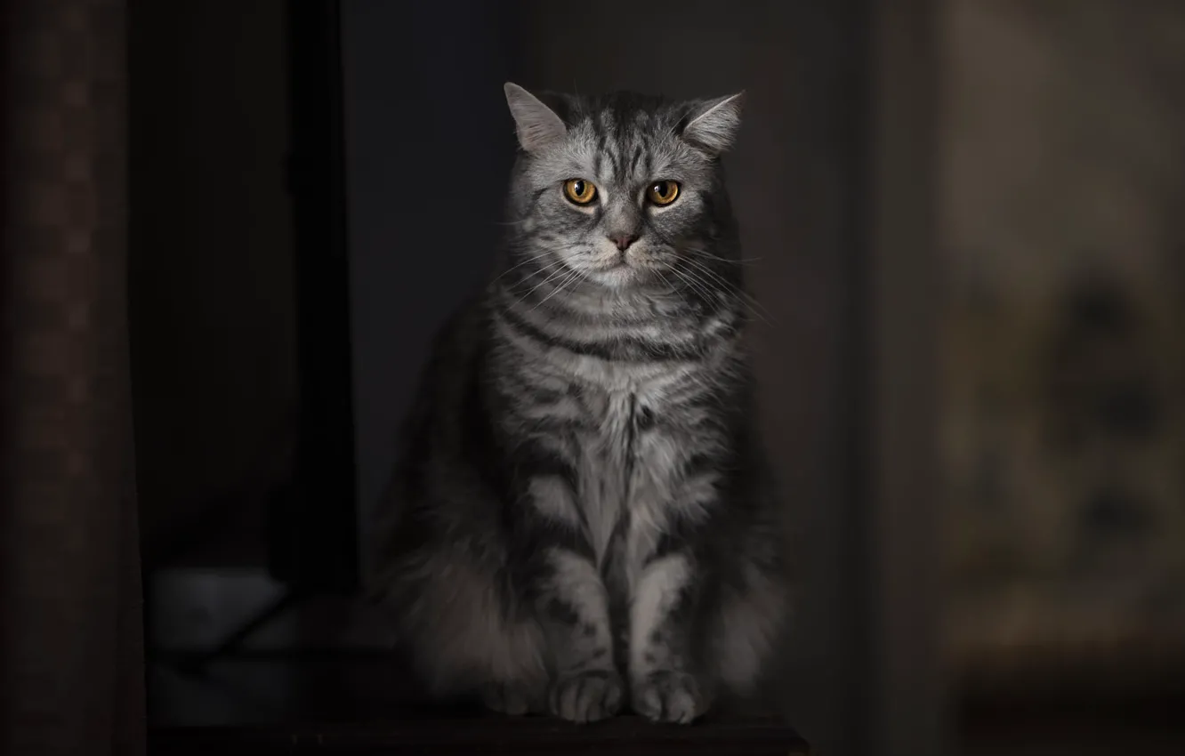 Фото обои кошка, кот, взгляд, поза, темный фон, стол, серый, комната