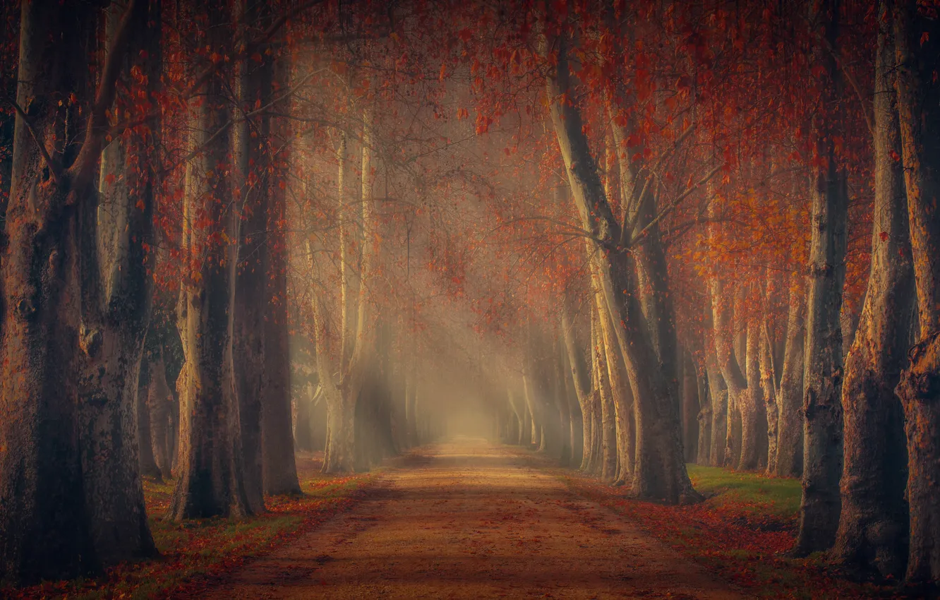 Фото обои дорога, осень, лес, деревья, листва