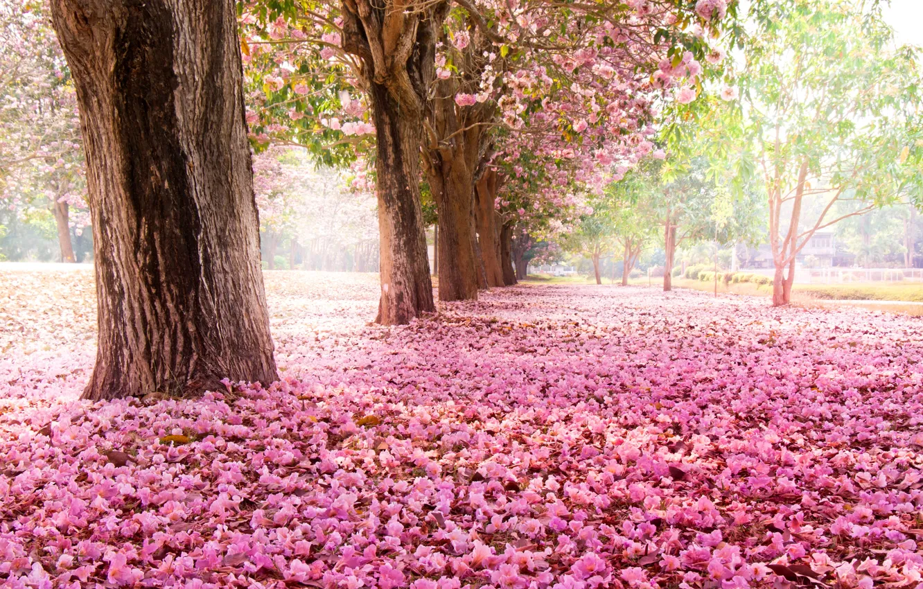 Фото обои деревья, цветы, природа, парк, сакура, розовые, цветение