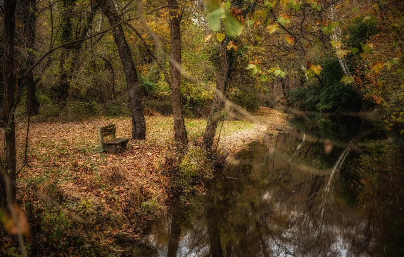 Фото обои парк, река, скамья