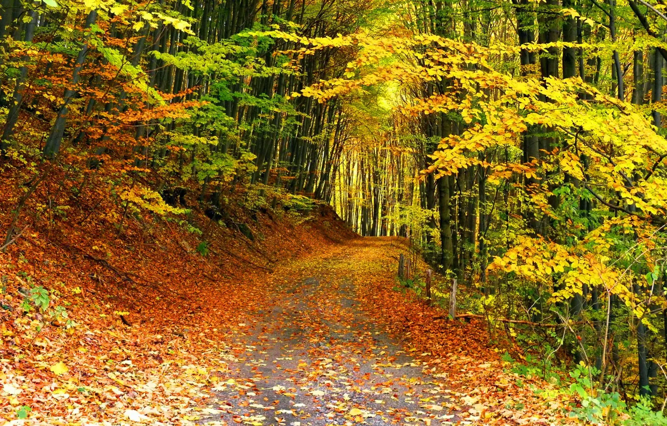 Фото обои Autumn, Trees, Leaves, Path
