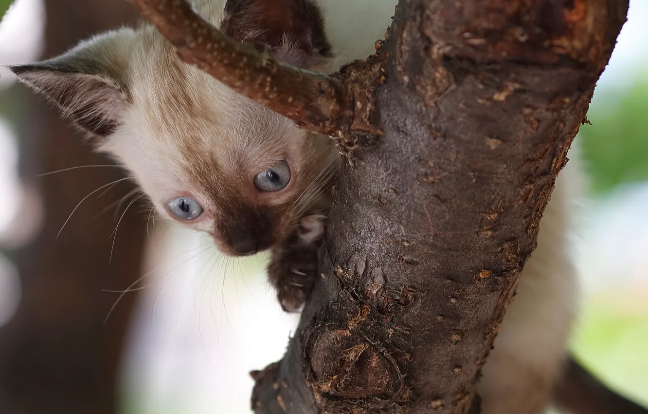 Фото обои дерево, малыш, котёнок, на дереве, Сиамская кошка