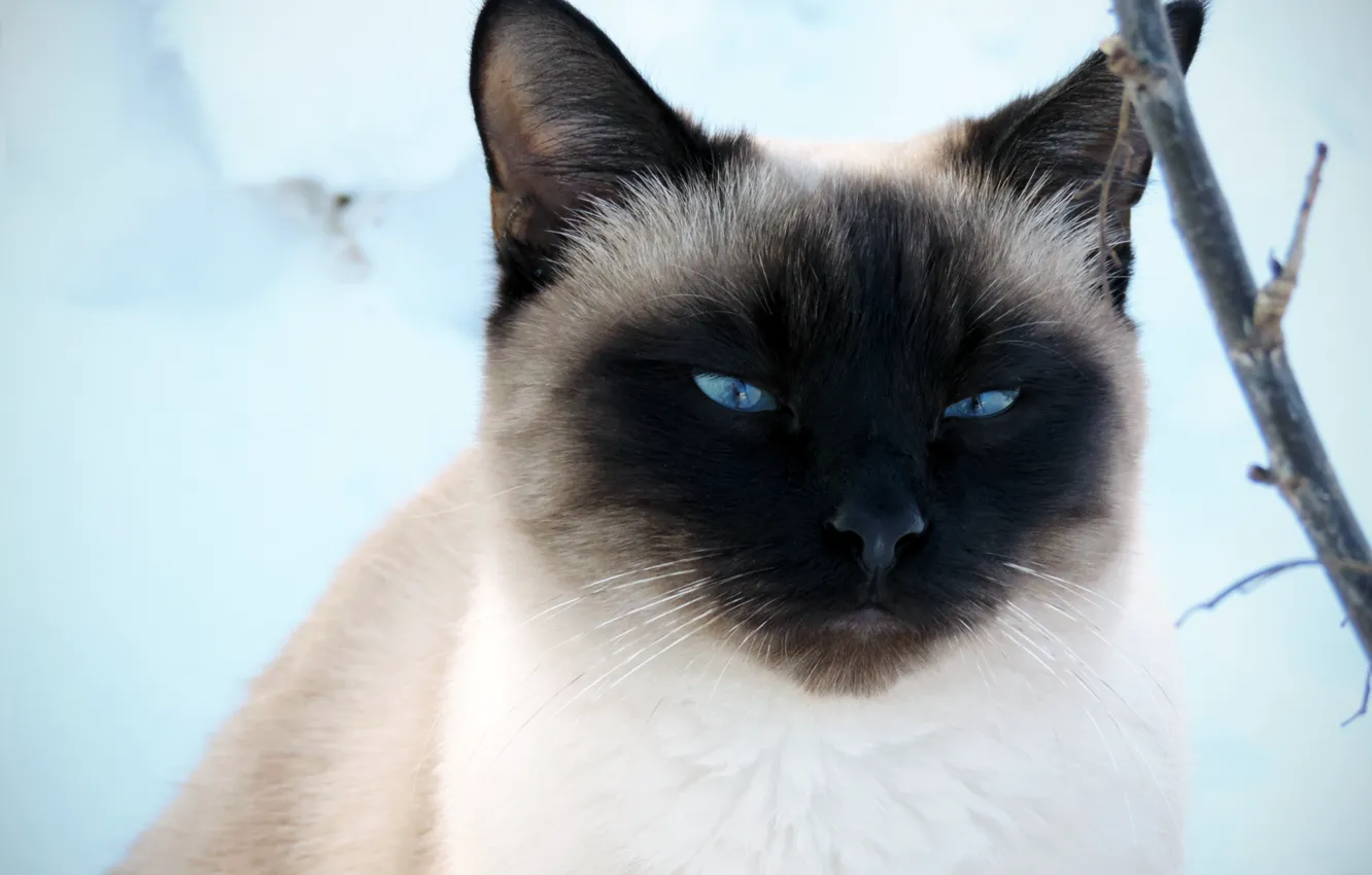 Фото обои зима, кот, взгляд, снег, сиамский