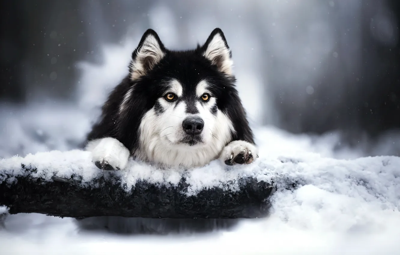 Фото обои зима, взгляд, морда, снег, собака, бревно