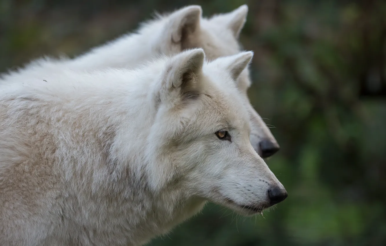 Фото обои белый, морда, волк, портрет, пара, волки, профиль, два