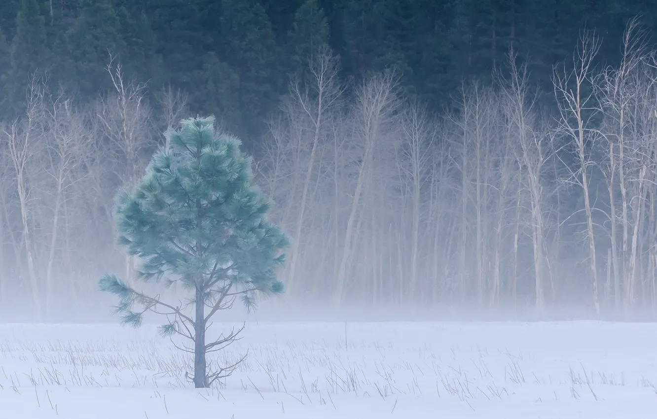 Фото обои зима, лес, снег, деревья, туман, поляна, Калифорния, USA