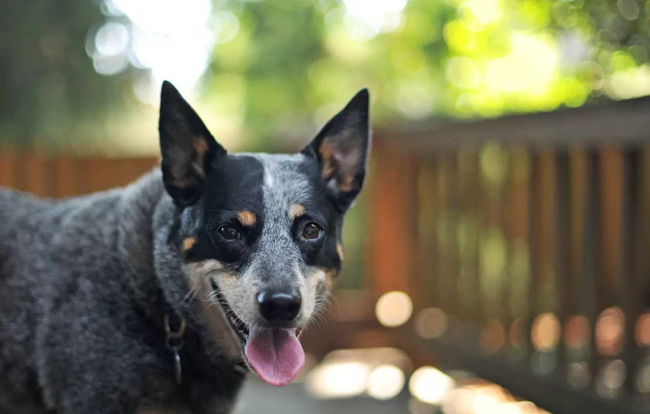 Фото обои взгляд, друг, собака, боке, Australian Cattle Dog