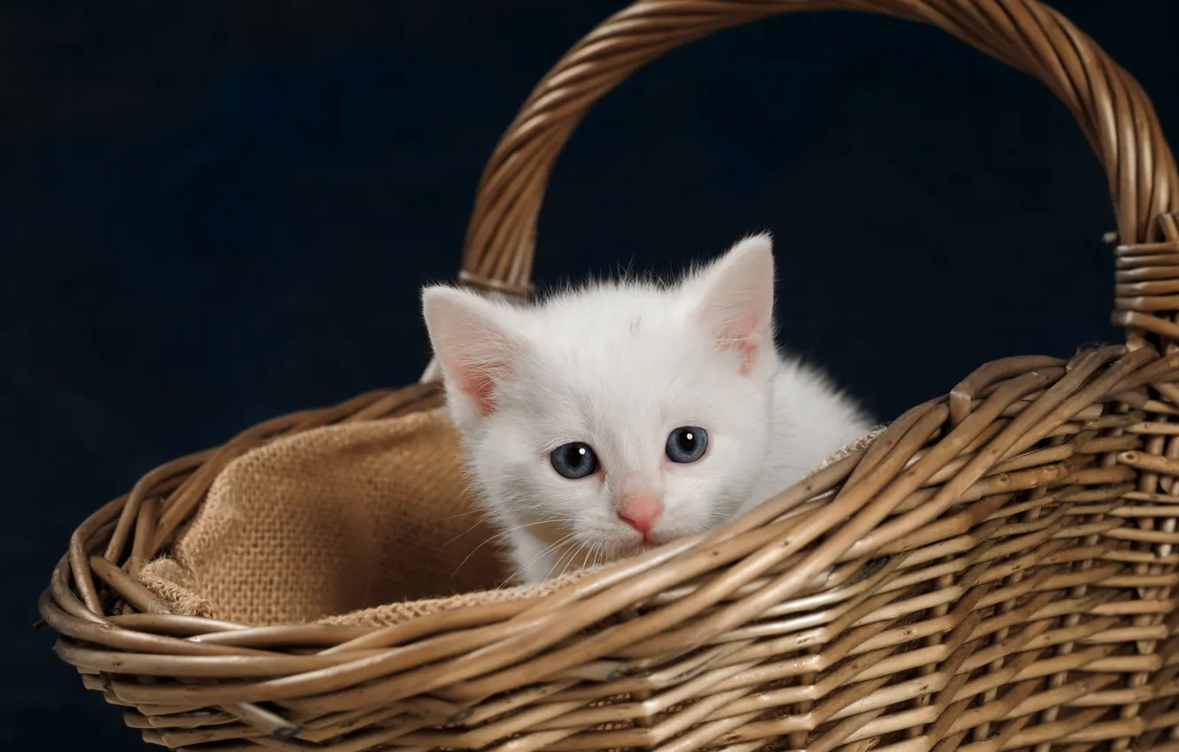 Фото обои взгляд, котенок, фон, корзина, малыш, мордочка, белый котёнок