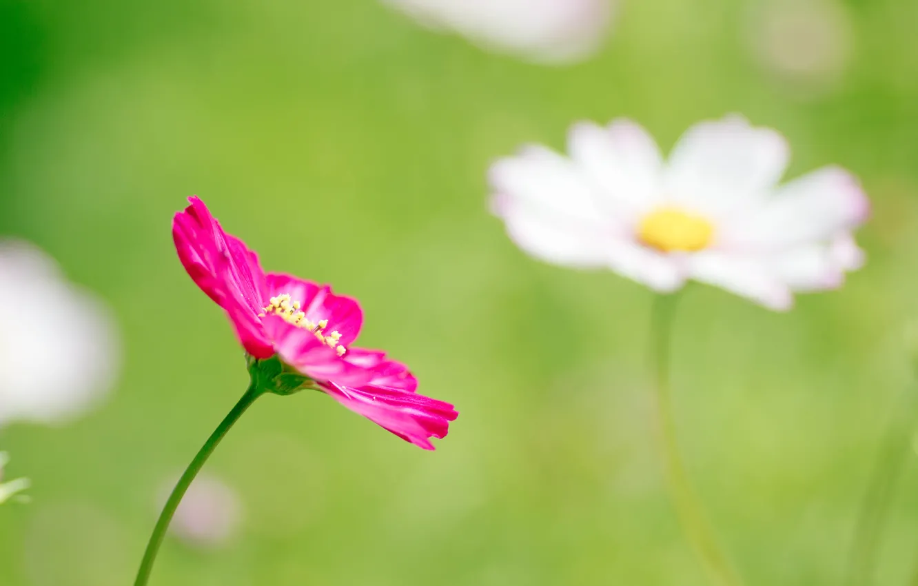 Фото обои зелень, цветок, макро, розовый, поляна, весна, лепестки, размытость