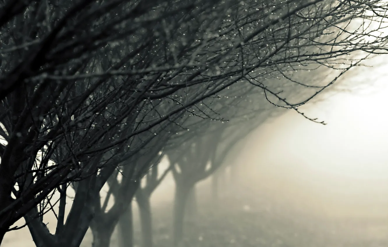 Фото обои капли, деревья, природа, туман