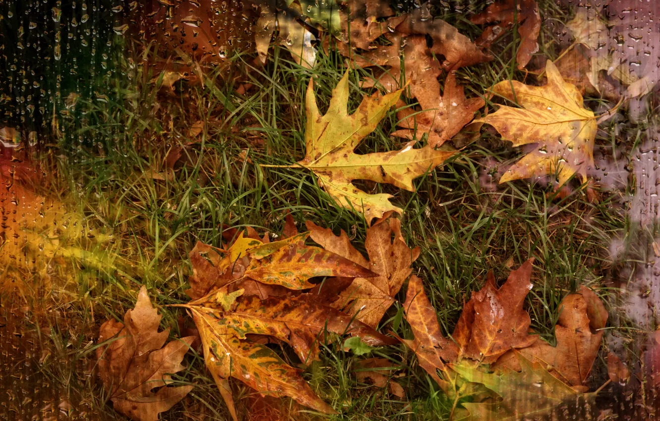 Фото обои капли, дождь, осенние листья, Kide Fotoart