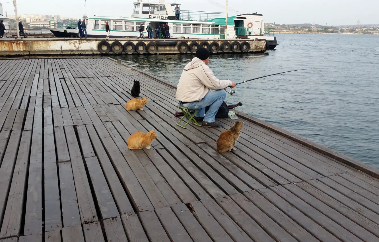 Фото обои кошки, рыбалка, ожидание