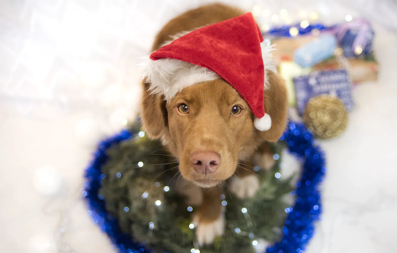 Фото обои взгляд, поза, собака, рыжий, Рождество, подарки, щенок, Новый год
