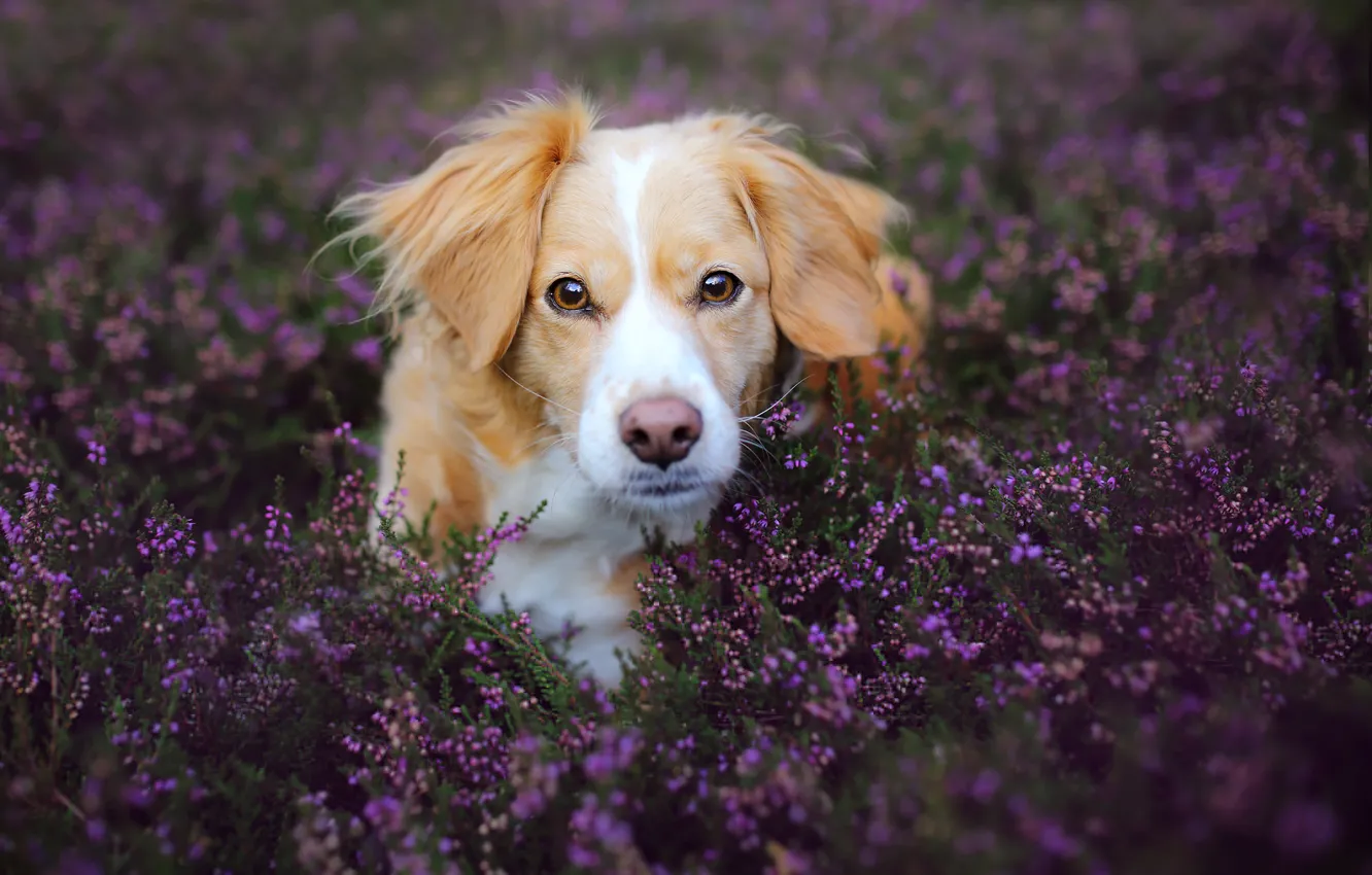 Фото обои поле, взгляд, цветы, природа, животное, собака, лаванда, пёс