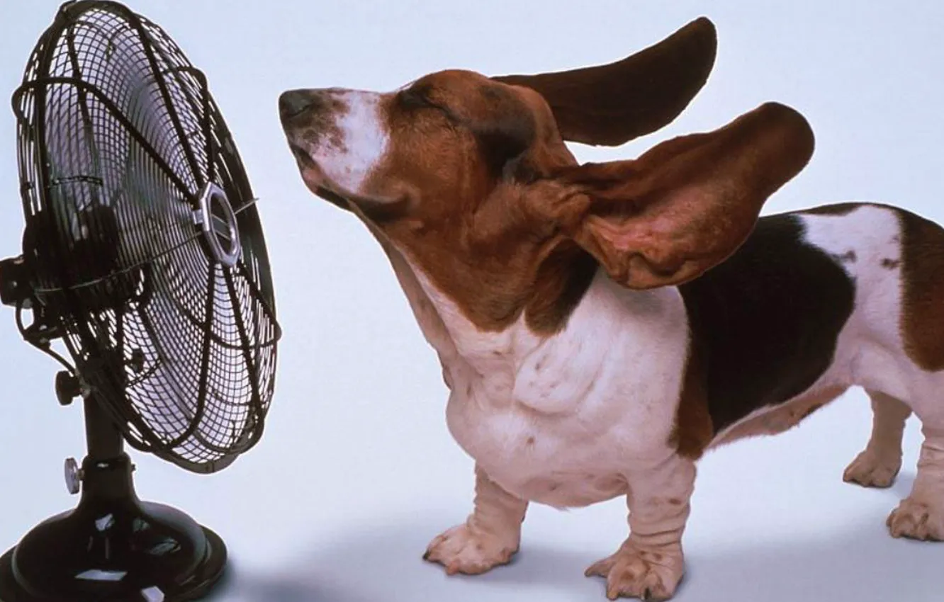 Фото обои животные, собака, вентилятор