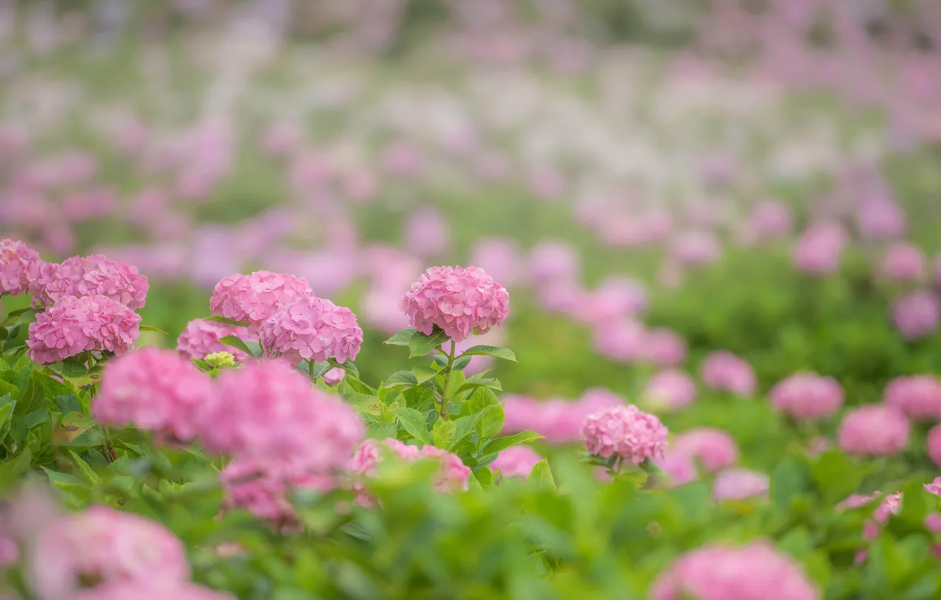 Фото обои цветы, розовые, pink, flowers, гортензия
