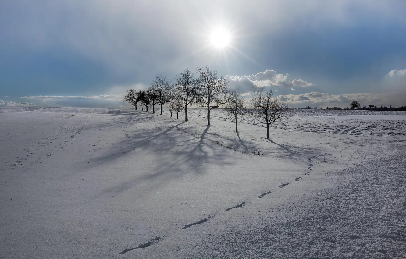 Фото обои зима, поле, снег, деревья, утро