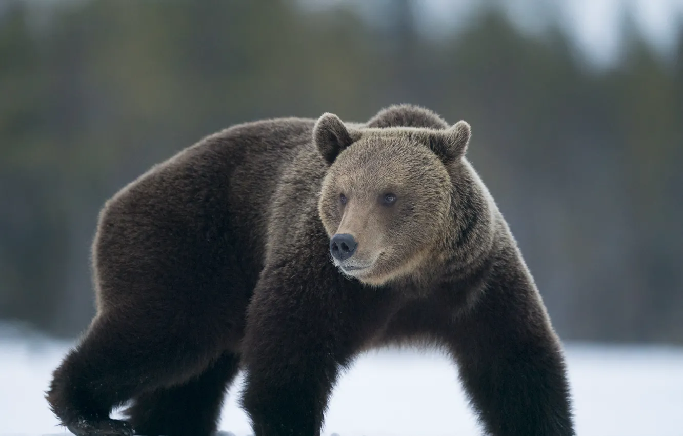 Фото обои зима, лес, взгляд, морда, снег, поза, лапы, медведь