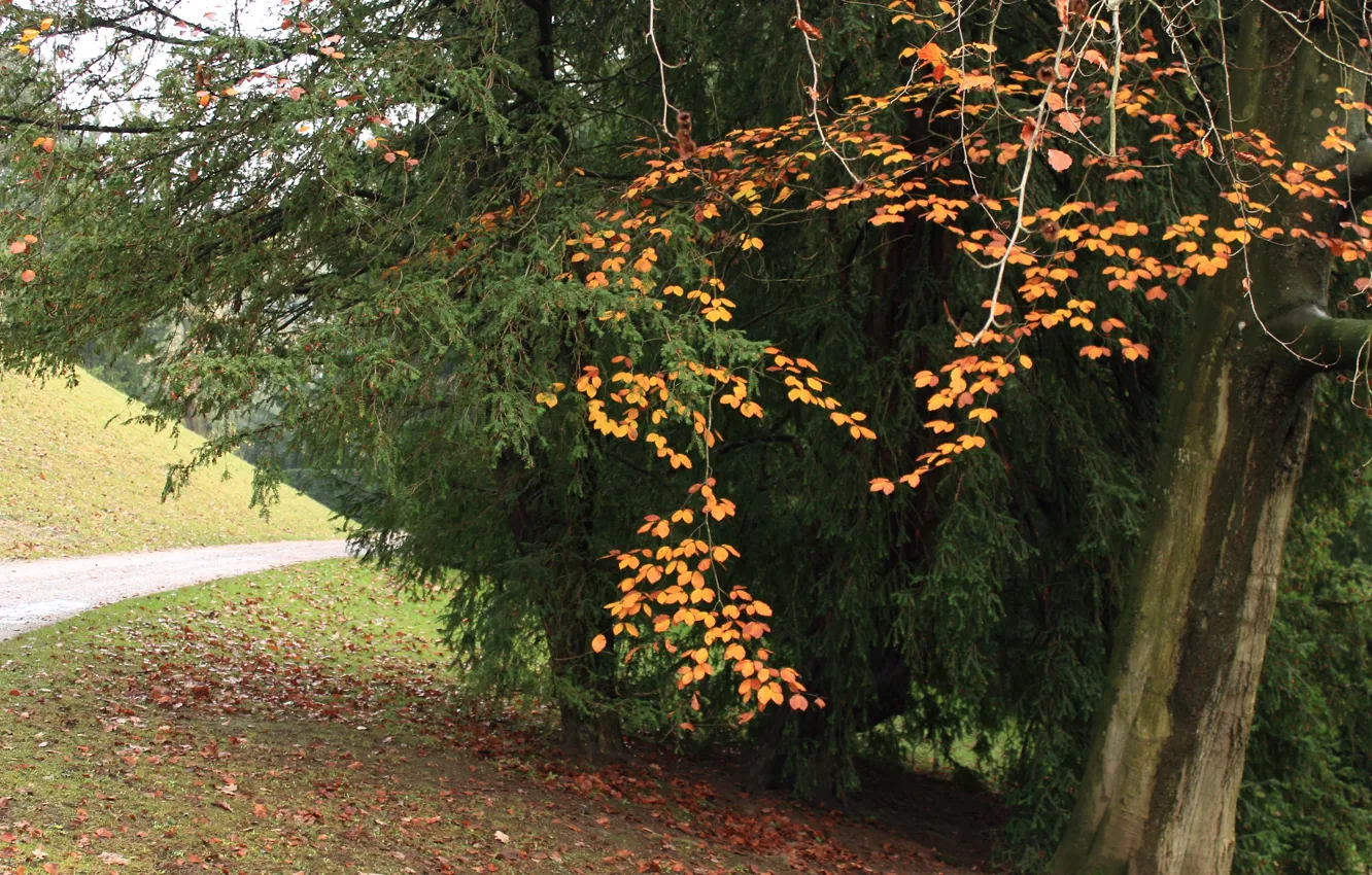 Фото обои осень, деревья, листва, дорожка, trees, Autumn, leaves, path