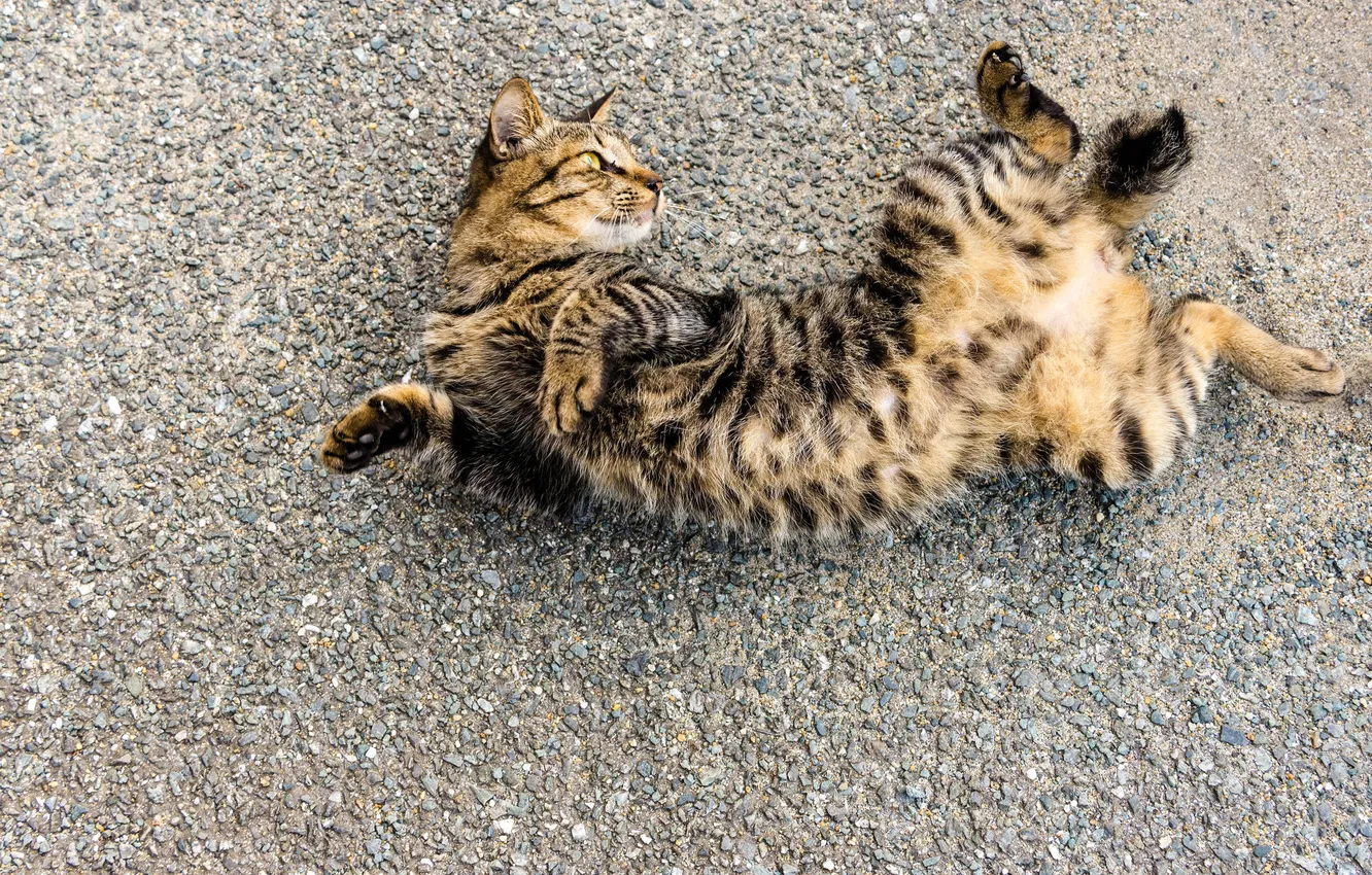Фото обои кот, фон, кошак, лежит, котяра